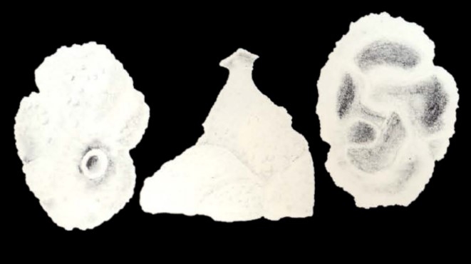 Cornuspiramia (?) trinidadensis McCulloch, 1981