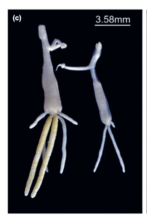 Brachiella elegans Richiardi, 1880Weston, M., I. Nunkoo, C. Reed &amp; C.D. van der Lingen. (2021). Ectoparasites infecting the heads and gills of commercially valuable marine fishes in South Africa. African Zoology. 56(4):303-311. Oct 2021.