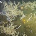 Iophon gibbonsi