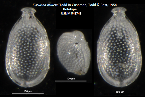 Holotype Images of the Fissurina milletti Todd in Cushman, Todd &amp; Post, 1954 