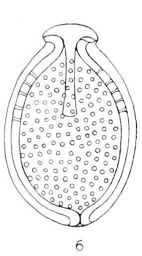 Enlarged drawing of Entosolenia perforata Möbius in Möbius, Richters &amp; Martens, 1880
