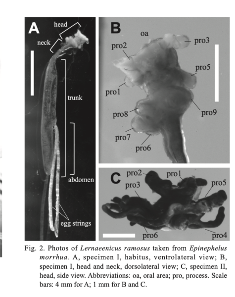 Lernaeenicus ramosus
