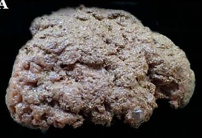 Iophon jansonae