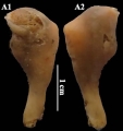 Podospongia capensis