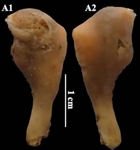 Podospongia capensis