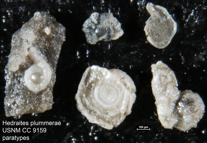Hedraites plummerae Henbest, 1963 Paratypes