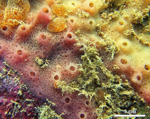 MNRJ 22776, Francês Beach (Marechal Deodoro, AL, Brazil)