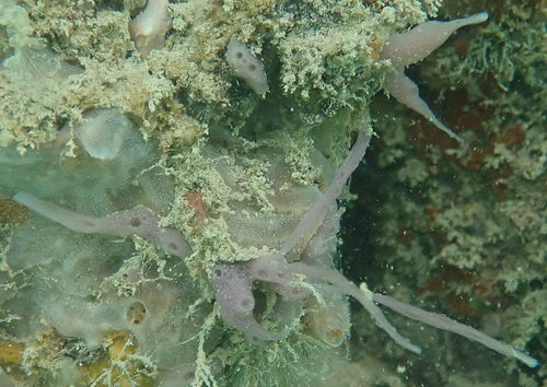 MNRJ 24068 (holotype) - Maceió harbour, AL, Brazil