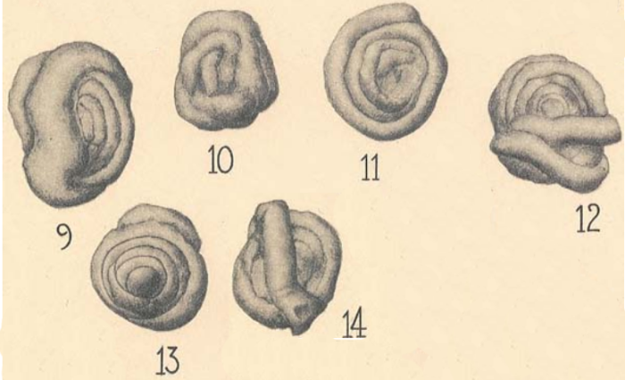 Glomospira diversa Cushman &amp; Waters, 1930