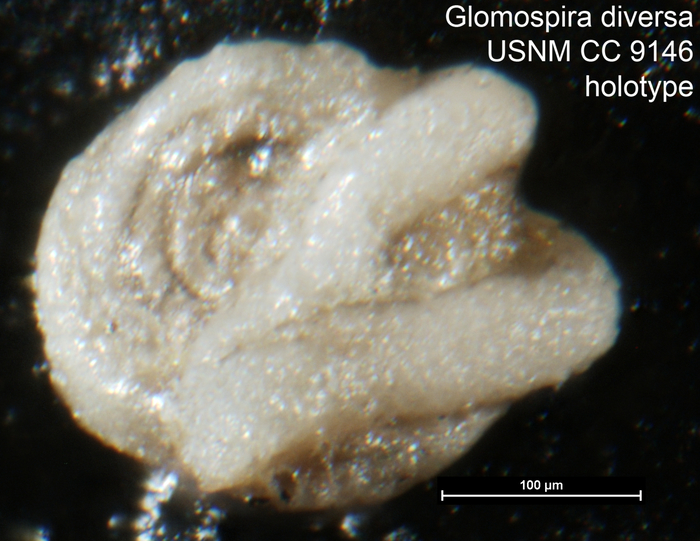 Glomospira diversa Cushman &amp; Waters, 1930 Holotype
