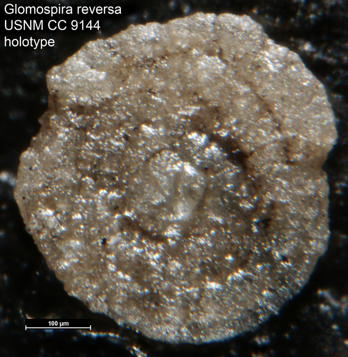Glomospira reversa Cushman &amp; Waters, 1930