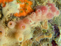MNRJ 22789 - Haliclona (Chalinula) ivanae Bispo & Hajdu, 2026 (holotype) - Marechal Deodoro (AL, Brazil)