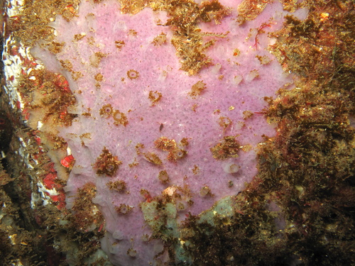 MNRJ 17206 - Haliclona (Halichoclona) vansoesti De Weerdt et al., 1999 - Xavier Isl. (SC, Brazil)