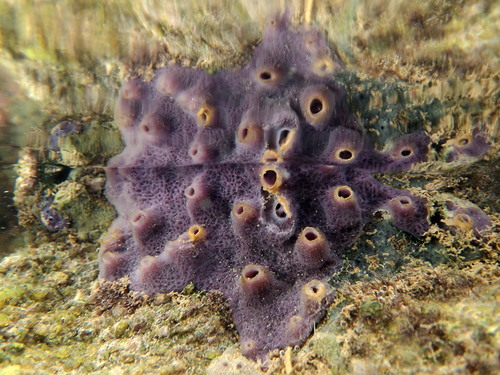 MNRJ 17287 - Haliclona (Reniera) implexiformis (Hechtel, 1965) - Marechal Deodoro (AL, Brazil)