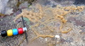 MNRJ 20478 - Haliclona (Reniera) laubenfelsi van Soest & Hooper, 2020 - Porto Seguro (BA, Brazil)
