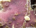 MNRJ 20062 - Haliclona (Reniera) mucitoxifera Bispo & Hajdu, 2026 (holotype) - Caucaia (CE, Brazil)