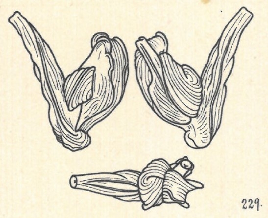 Adelosina linneiana var. separans Wiesner, 1923