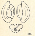 Adelosina duthiersi var. laevigata Wiesner, 1923, author: Consorti, Lorenzo