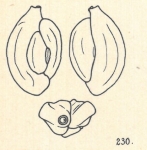 Adelosina duthiersi var. laevigata Wiesner, 1923