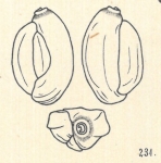 Adelosina duthiersi var. laevigatabrongniartiana Wiesner, 1923