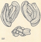 Adelosina duthiersi var. separans Wiesner, 1923