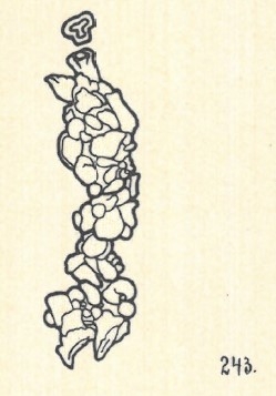 Nodobacularia lapidea Wiesner, 1923
