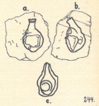 Nodobacularia lapidea var. adhaerens Wiesner, 1923
