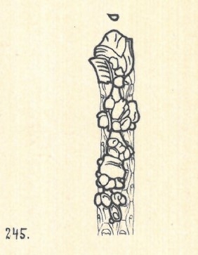 Nodobacularia lapidea var. adhaerens Wiesner, 1923