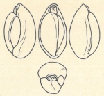 Biloculina elongata var. triloculina Wiesner, 1923