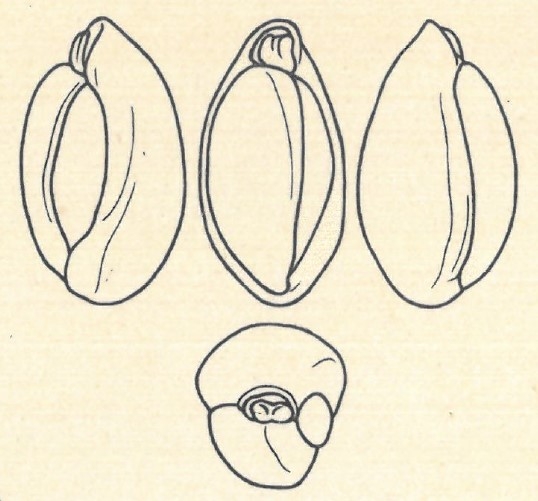 Biloculina elongata var. triloculina Wiesner, 1923