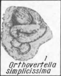 Orthovertella? simplicissima K. Miklukho-Maklay, 1968, author: Le Coze, François