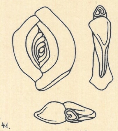 Spiroloculina berthelotiana Wiesner, 1923