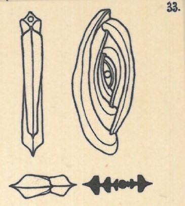 Spiroloculina elevata Wiesner, 1923