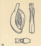 Spiroloculina milletti var. bicostata Wiesner, 1923