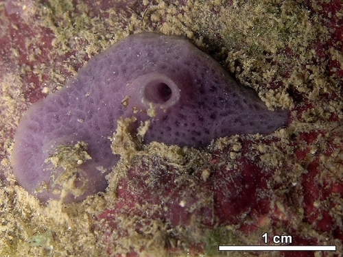 MNRJ 20188 - Haliclona (Reniera) tubifera (George &amp; Wilson, 1919) - Pirambúzios (RN, Brazil)