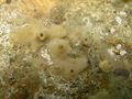 MNRJ 18015 - Haliclona (Reniera) tubifera (George & Wilson, 1919) - São Gonçalo do Amarante (CE, Brazil)