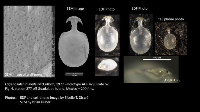 Lagenosolenia soulei HOLOTYPE. Photos taken on 26th March 2025 at NMNH: EDF and cell phone image by Sibelle T. Disaró; SEM by Brian Huber.