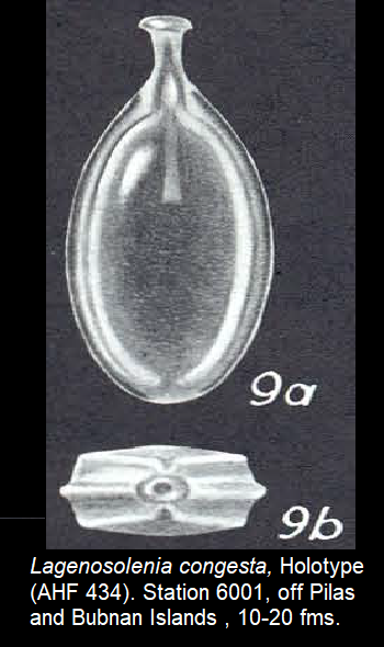 Lagenosolenia congesta McCulloch, 1977 Holotype  drawing