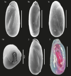 Pseudolachlanella slitella, author: Trevisan Disaró, Sibelle