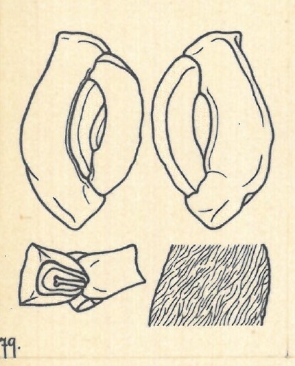 Miliolina goesi Wiesner, 1923