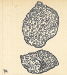 Miliolina celata var. angulata Wiesner, 1923