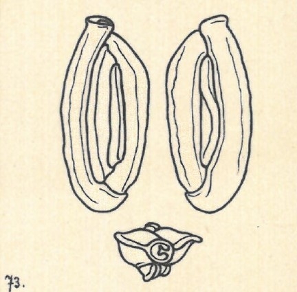 Miliolina schlumbergeri Wiesner, 1923