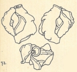 Miliolina berthelotiana var. nodulosa Wiesner, 1923