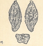 Miliolina celata var. contorta Wiesner, 1923