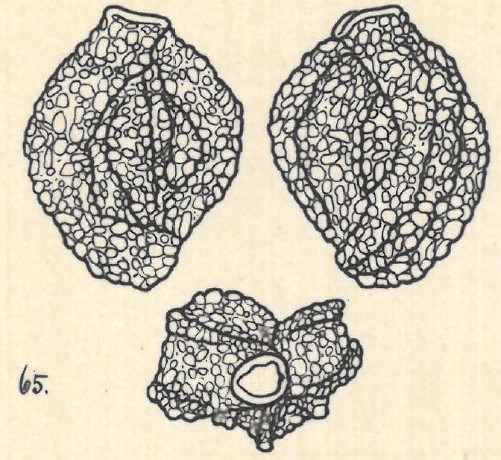 Miliolina agglutinans var. irregularis Wiesner, 1923