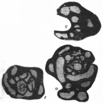 Tolypammina graiferi Baryshnikov, 1982