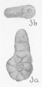 Ammobaculites minuta Waters, 1927