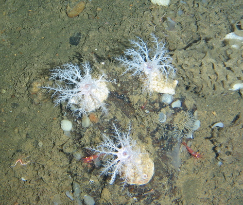 Psolus comanchei