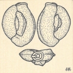 Miliolina planciana var. punctatacarinata Wiesner, 1923