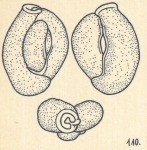 Miliolina planciana var. punctata Wiesner, 1923
